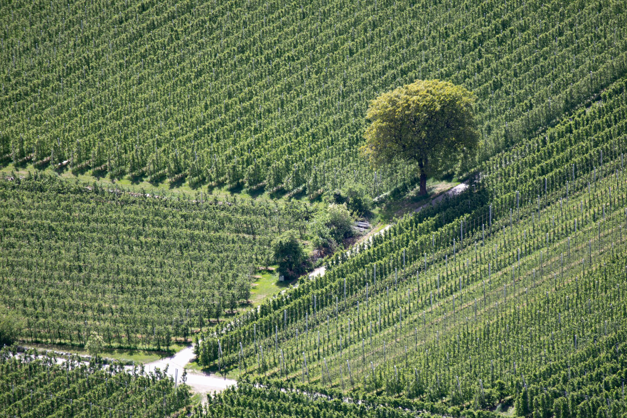 Authentisches Motiv aus Landschaft, Kultur oder Alltag in Südtirol — fotografiert von Marco Bonatta.