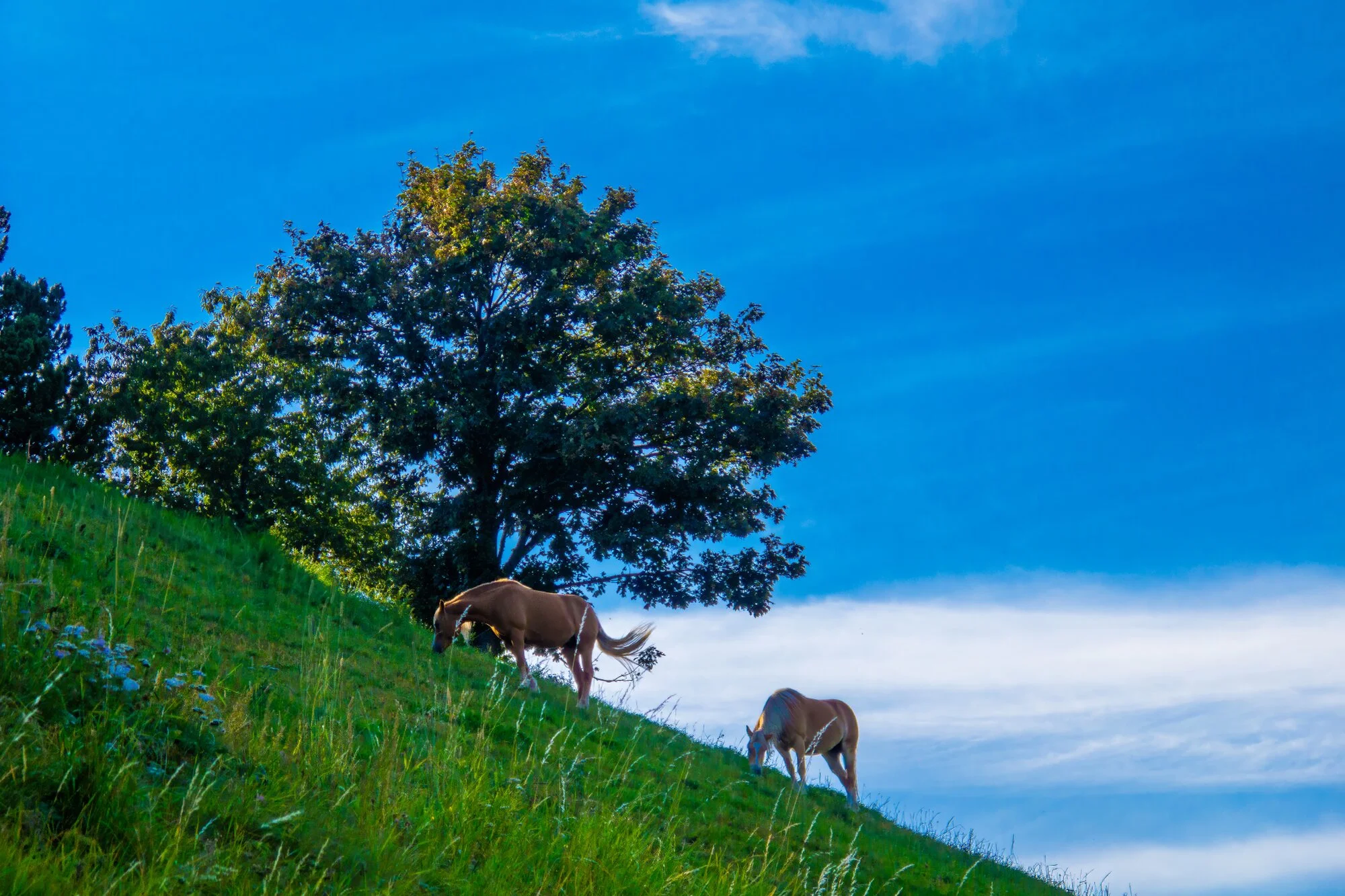Authentisches Motiv aus Landschaft, Kultur oder Alltag in Südtirol — fotografiert von Marco Bonatta.